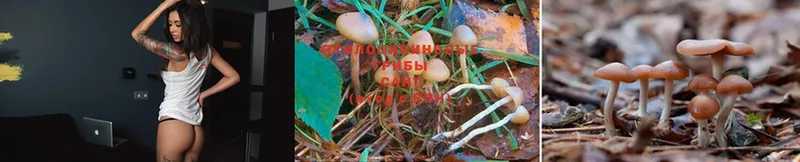 как найти   Шуя  Галлюциногенные грибы Psilocybe 